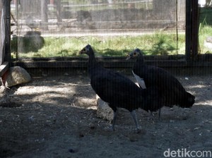 Hari Maleo Sedunia, Jaga Burung Unik yang Suka Jalan Ketimbang Terbang