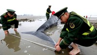 Selain di Aceh, paus terdampar juga terjadi di China. Foto: Reuters
