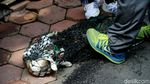Razia Kucing Liar di Rusun Baladewa