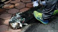 Ia mengatakan kucing yang tertangkap akan dibawa ke tempat observasi hewan di Ragunan.