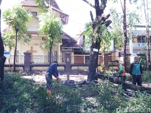 Rawan Tumbang, Ratusan Pohon Perindang Jalan di Solo Dipertahankan