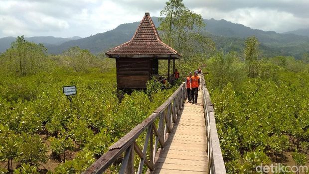 Konservasi Mangrove Cengkrong