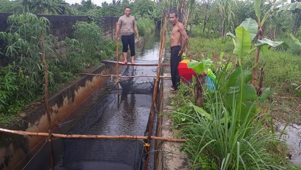 Kreatif Selokan di  Palembang Disulap untuk  Ternak  Ikan