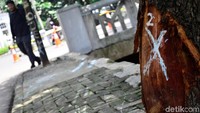Polisi menandai pohon itu. Foto: rima olivia