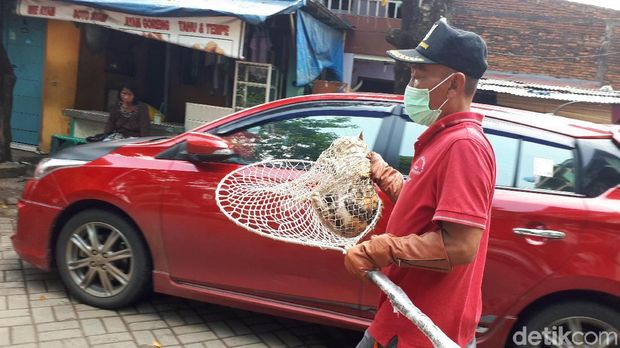 Kucing Liar yang Kena Razia Bisa Diadopsi Warga