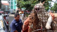Petugas menggunakan jaring untuk menangkap kucing liar di lokasi. Petugas menyediakan sekitar 10 jaring untuk meringkus kucing-kucing itu.