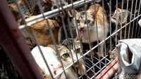 Anies Ingin Jakarta Punya Sistem Adopsi Kucing Liar