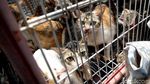Razia Kucing Liar di Rusun Baladewa