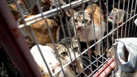 Penampakan sejumlah kucing yang berhasil ditangkap petugas.