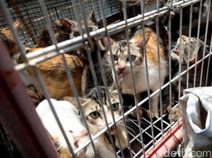 Anies Ingin Jakarta Punya Sistem Adopsi Kucing Liar