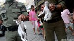 Razia Kucing Liar di Rusun Baladewa