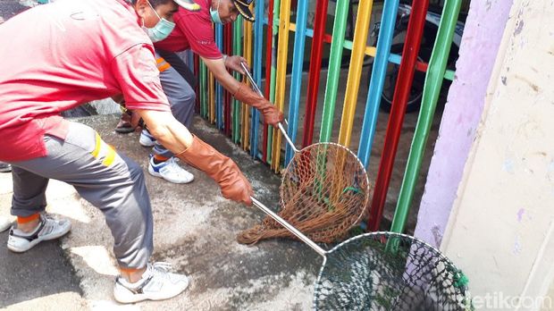 Kucing Liar yang Kena Razia Bisa Diadopsi Warga