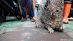Razia Kucing Liar di Rusun Baladewa