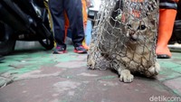 Asisten Ekonomi dan Pembangunan Jakarta Pusat Bakwan Ferizan Ginting mengatakan hal ini dilakukan untuk meminimalkan kasus rabies yang kerap datang dari hewan seperti anjing, kucing, dan kera.