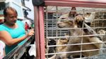 Razia Kucing Liar di Rusun Baladewa