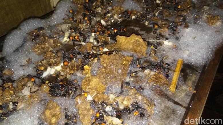 Tragis, Seorang Kakek di Solo Tewas Disengat Ratusan Lebah Tragis, Seorang Kakek di Solo Tewas Disengat Ratusan Lebah