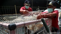 Kucing-kucing itu pun langsung berlarian hingga berlindung di atas genting demi menghindari petugas. Adapula kucing yang tidak berkutik saat dikepung petugas.