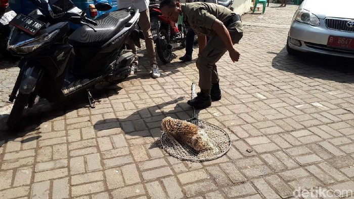 Petugas Razia Kucing Liar (Cici-detikcom)
