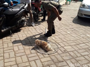 Viral ITS Bebas Kucing, Ada Juga Riset Sarankan Bunuh Kucing Demi Ekosistem