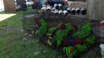 Foto: Derita Burung Kakatua dan Nuri yang Disekap di Paralon