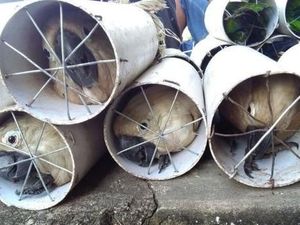 Polisi Tahan 4 Penyelundup Burung yang Disekap di Pipa Paralon