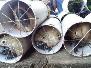Miris, Burung Kakatua Putih hingga Beo Ini Disekap di Pipa Paralon