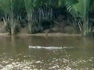 Cari Pakan Ternak, Remaja 14 Tahun di Sultra Hilang Diterkam Buaya