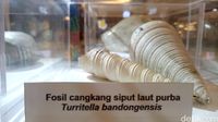 Mal di Palembang ini Dipenuhi Fosil dan 'Manusia' Purba