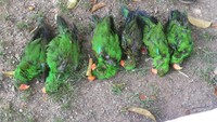 Ada 6 burung yang mati akibat disekap di dalam paralon. Burung-burung yang mati itu ternyata adalah burung Nuri Bacan hijau. Foto: Burung di Paralon. (Dok. KLHK)