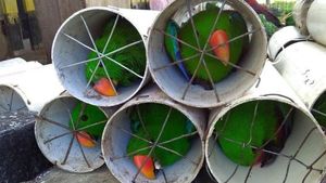 Foto: Derita Burung Kakatua dan Nuri yang Disekap di Paralon
