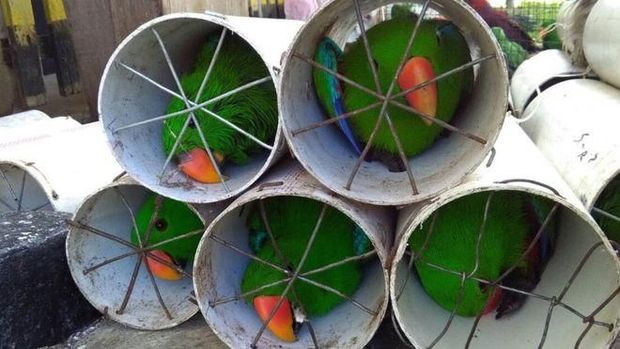 Hendak Diselundupkan ke Filipina, Burung di Paralon Kini Dikarantina