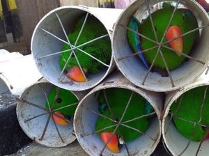 Komisi IV DPR Minta Penyekap Burung di Paralon Juga Disanksi Sosial