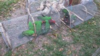 Selain paralon, ada juga burung-burung yang dimasukkan ke dalam kandang besi. Kandang berisi beberapa burung. Foto: Burung di Paralon. (Dok. KLHK)