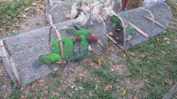 Foto Derita Burung Kakatua Dan Nuri Yang Disekap Di Paralon Foto 3