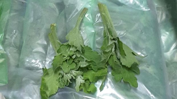 Inilah bibit bunga krisan yang diamankan Karantina Surabaya