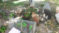 Burung Nuri Bayan dan Burung Kakatua yang hendak diselundupkan dari Labuha, Maluku Utara. Polisi melakukan penggerebekan pada Senin (13/11) lalu. Foto: Burung di Paralon. (Dok. KLHK)