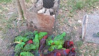 Burung Nuri Bayan yang diselundupkan ada yang berwarna hijau dan merah. Rencananya burung ini akan dibawa ke Sulawesi Utara untuk diselundupkan ke luar Indonesia. Foto: Burung di Paralon. (Dok. KLHK)