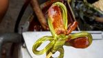 Masih Ingat Permen Tradisional Ini? Dibuat dengan Jahe hingga Kayu Putih!