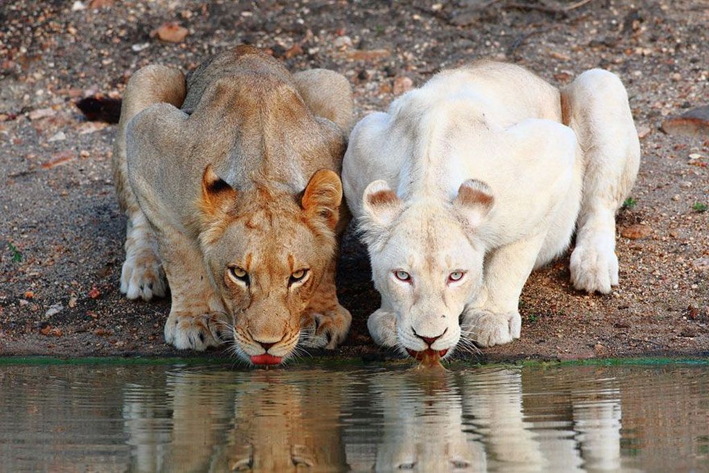 Potret Hewan Albino Langka Yang Menakjubkan Foto 20
