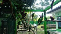 Mereka akan dilepasliarkan setelah kasus penyelundupan ini selesai di persidangan. Foto: dok. BKSDA Maluku