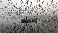 Begitu si pria bersampan membuka makanan burung yang dibawanya, ratusan burung camar bergerak mendekat/ Saumya Khandelwal/Reuters