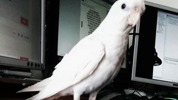 Burung beo. (Foto: Istimewa/Boredpanda)