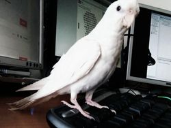 Potret Langka Hewan Albino yang Mengagumkan