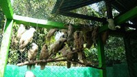 Meski belum bebas di alam liar, tetapi ini jauh lebih baik ketimbang disekap di pipa paralon. Foto: dok. BKSDA Maluku