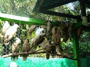 Curi Kakatua hingga Kotak Amal Rumah Makan, 3 Remaja Dibekuk Polisi