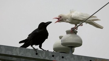Burung gagak yang biasanya hitam, bertemu dengan gagak yang albino. Foto: Boredpanda