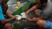 Bulu-bulu kakatua itu dibersihkan dari getah yang menempel. Foto: dok. BKSDA Maluku