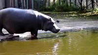 kuda nil cenderung menghabiskan sebagian besar waktu bermalas-malasan di air, dan keluar untuk makan setelah senja./Foto: Kuda Nil (istimewa)