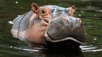 Kuda Nil juga suka malas-malasan lho, ditambah dengan porsi badan mereka yang juga berat. Mereka tidak hanya tidur di darat, namun juga bisa terlelap di dalam air. Mereka biasanya makan di waktu malam sekitar 5 jam untuk merumput. (AFP)