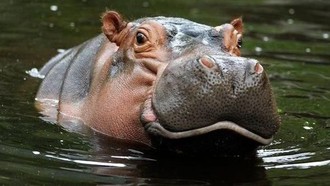 Populasi Kuda Nil Meningkat Pesat, Kolombia Rencanakan Suntik Mati